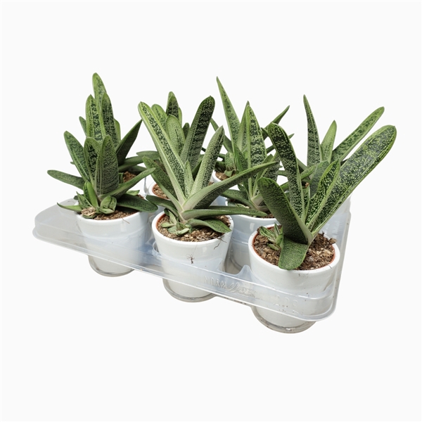 <h4>Gasteria little warthy 8,5 cm in witte pot</h4>