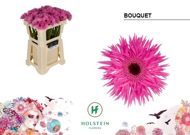 <h4>Germini Spider Bouquet Water</h4>