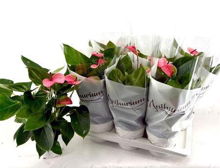 Anthu A Mystique 4+ P17