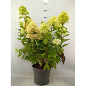 Hydrangea pan.
