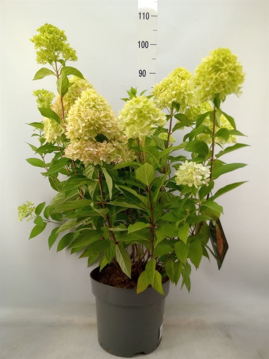 <h4>Hydrangea pan.</h4>