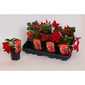 MANDE RIO PETITE RED