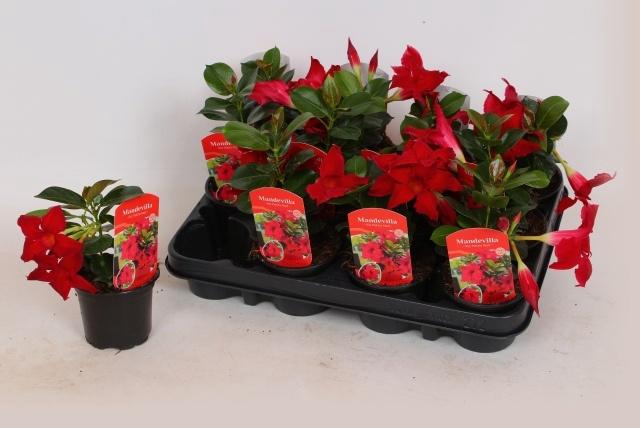 <h4>MANDE RIO PETITE RED</h4>