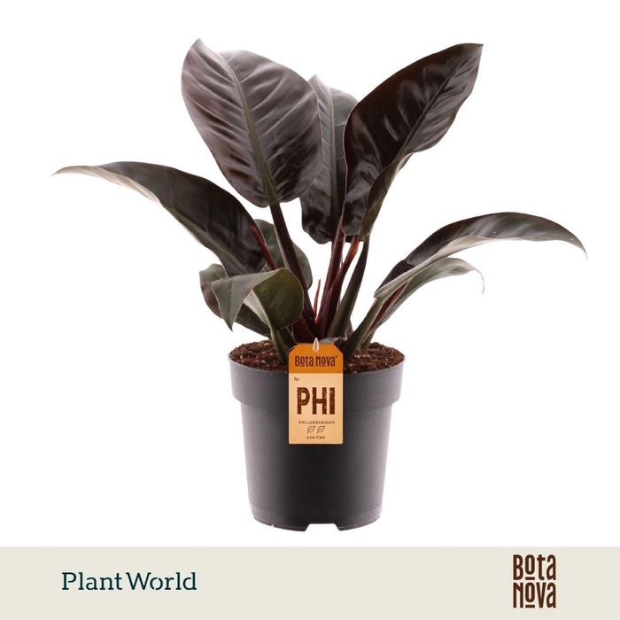 <h4>Philodendron Imperial Red</h4>