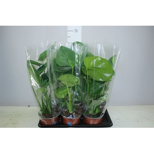 Monstera Deliciosa