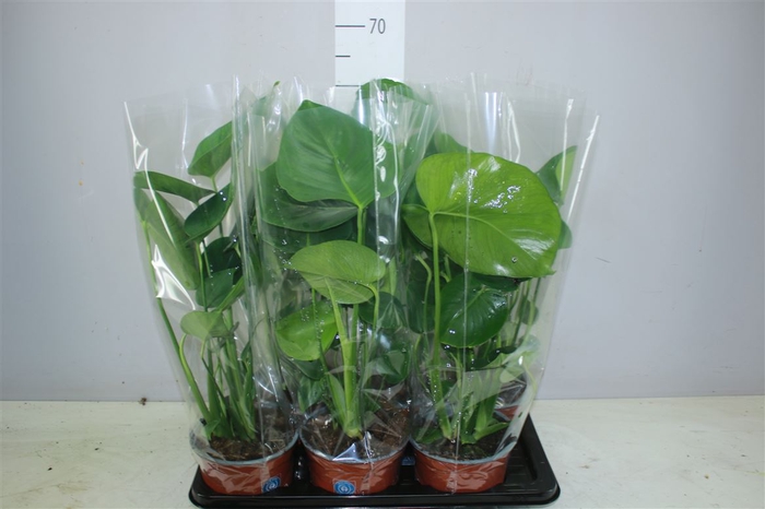 <h4>Monstera Deliciosa</h4>