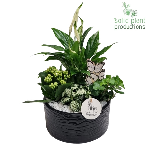 <h4>SP003 Loes Black</h4>