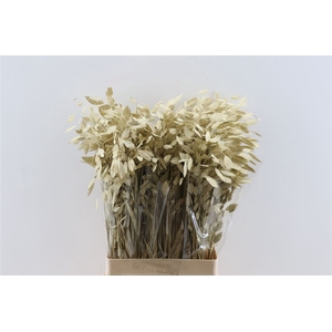 Dried Chasmantium Metallic Creme Stem