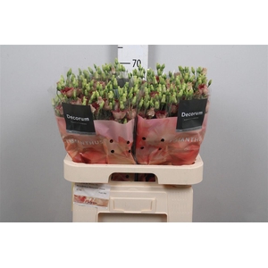 Eus E Bohemian Choco