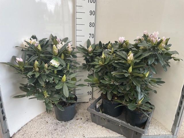 <h4>RHOD CAT MAD MASSON</h4>