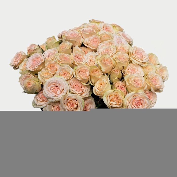 <h4>Rosa spray pinky promise</h4>