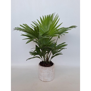 LIVISTONA ROTUNDIFOL