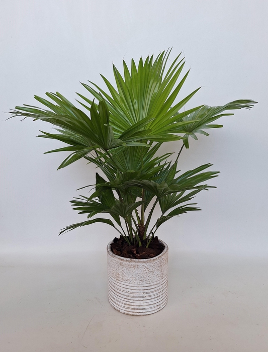 <h4>LIVISTONA ROTUNDIFOL</h4>