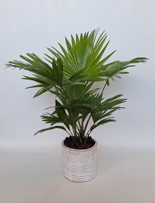 <h4>LIVISTONA ROTUNDIFOL</h4>