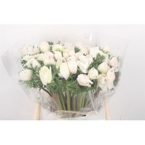 Anem. Mistral White/ Salmon X L