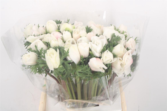 <h4>Anem. Mistral White/ Salmon X L</h4>