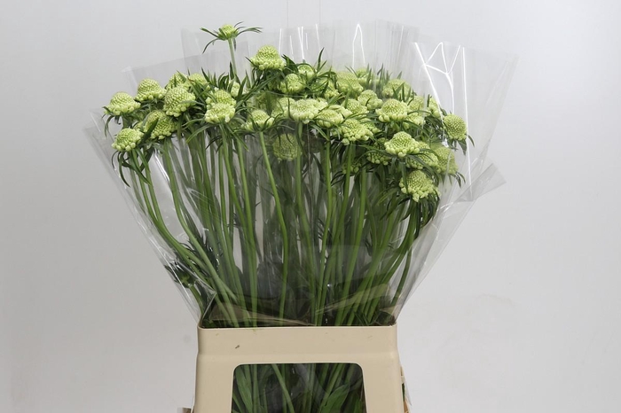 Scabiosa Scoop White