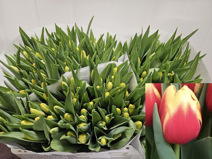 <h4>Tu En Denmark</h4>