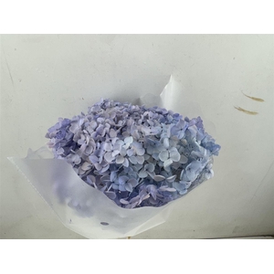 Pres Hydrangea Lavender 25-30cm Bunch