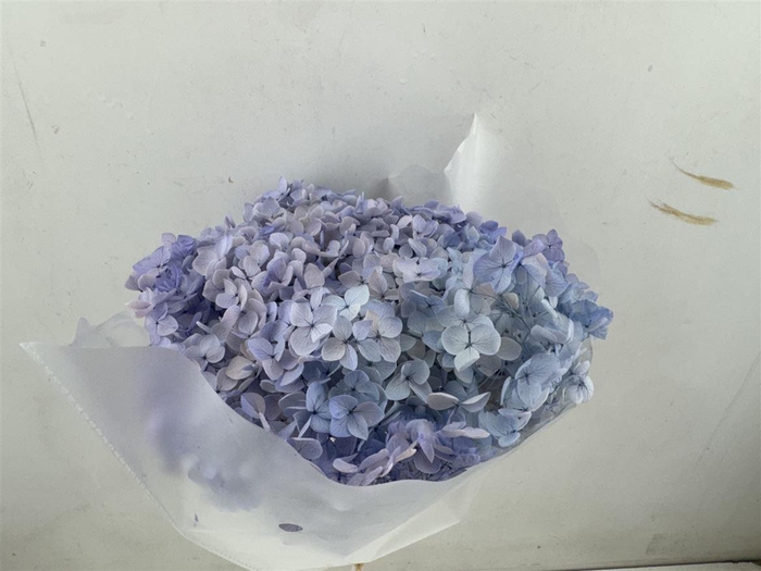 <h4>Pres Hydrangea Lavender 25-30cm Bunch</h4>