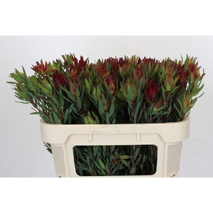 Leucadendron Blush Spray