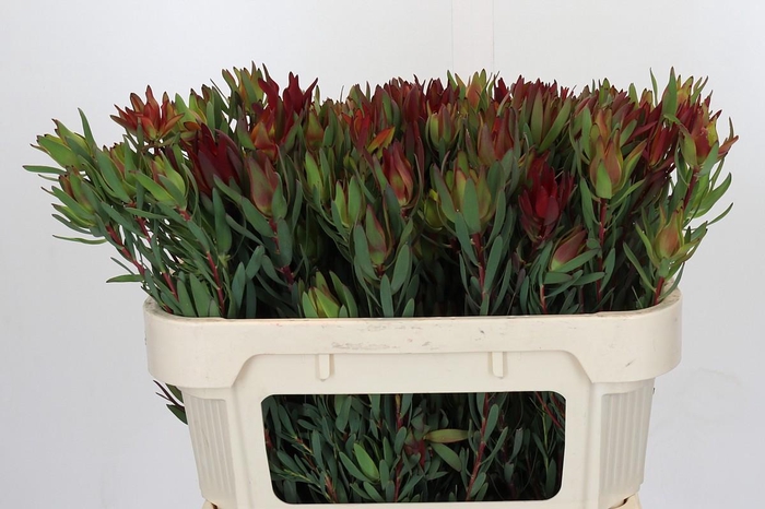 <h4>Leucadendron Blush Spray</h4>