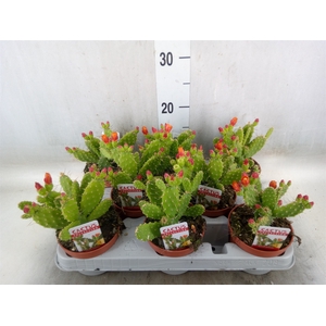 Opuntia