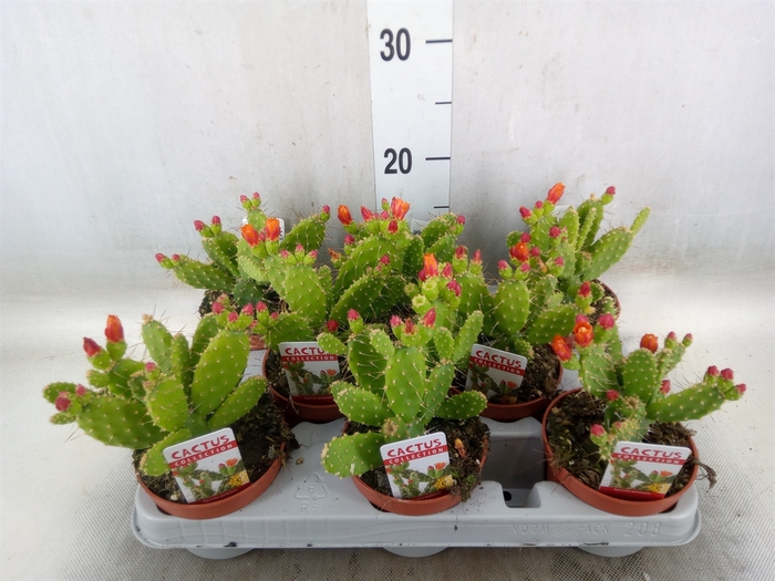 <h4>Opuntia</h4>