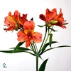 R GR APRICOT 1924