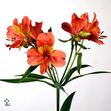 R GR APRICOT 1924