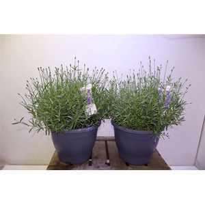 arr8 Lavan An Essence Pur