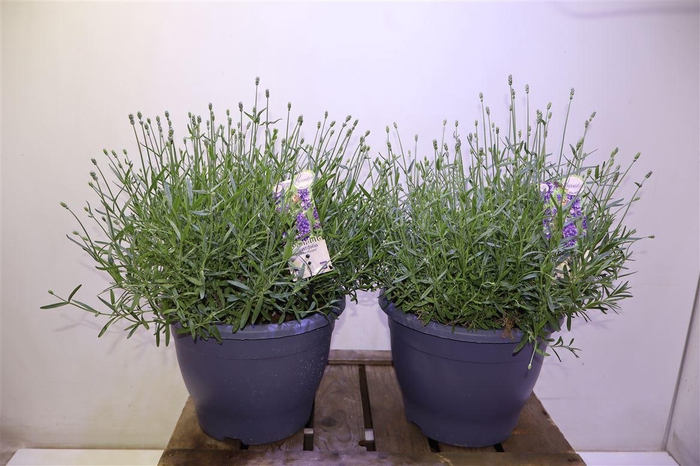 <h4>arr8 Lavan An Essence Pur</h4>