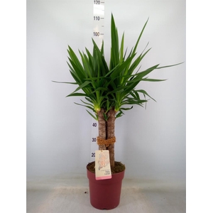 Yucca elephantipes   ...