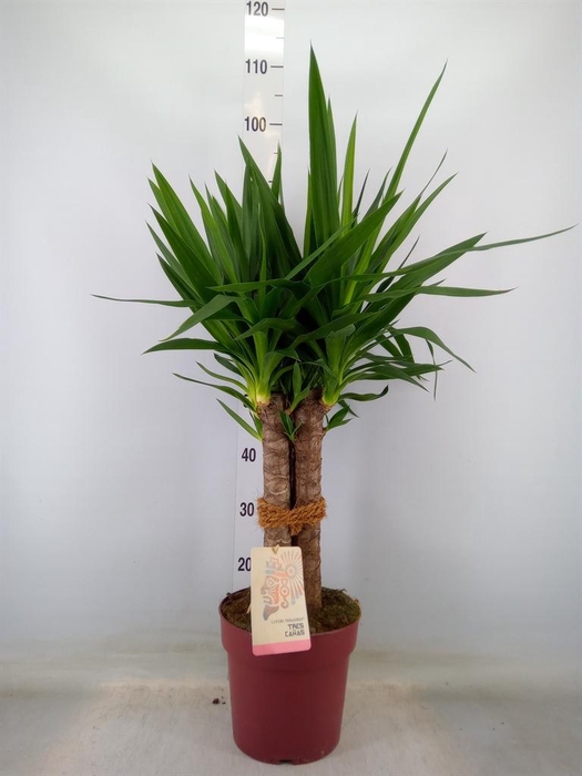 <h4>Yucca elephantipes   ...</h4>