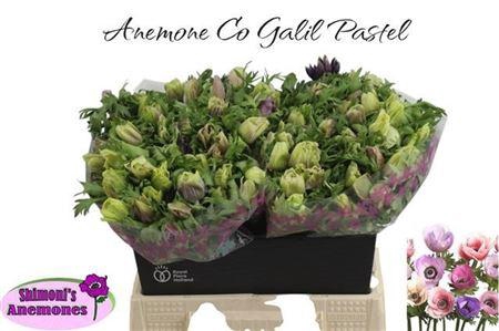 <h4>ANEM CO GALIL PASTEL</h4>