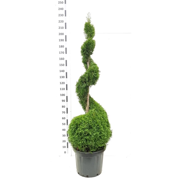 <h4>Thuja occ. 'Smaragd'</h4>