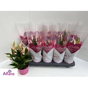 Anthurium Lilli 10Ø 30cm 6fl