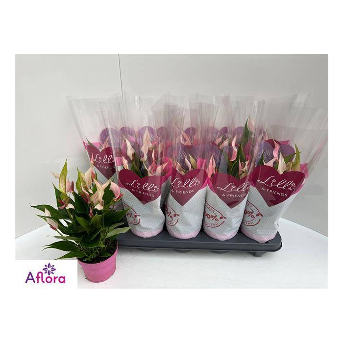 <h4>Anthurium Lilli 10Ø 30cm 6fl</h4>