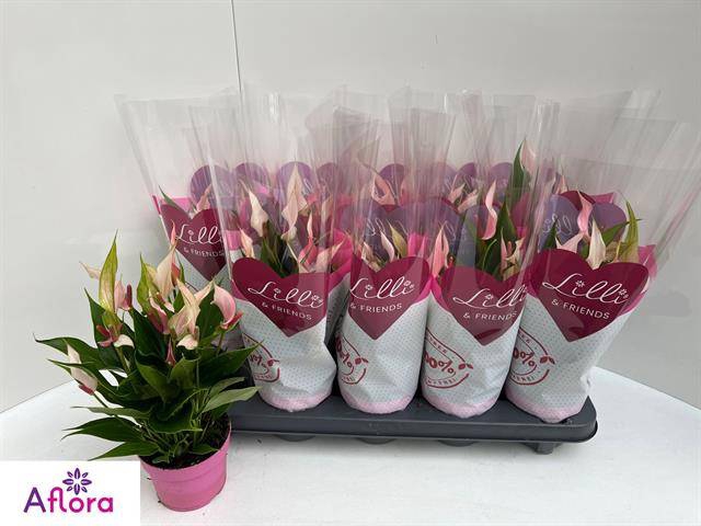 Anthurium Lilli 10Ø 30cm 6fl