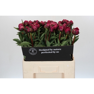 Paeonia Kansas