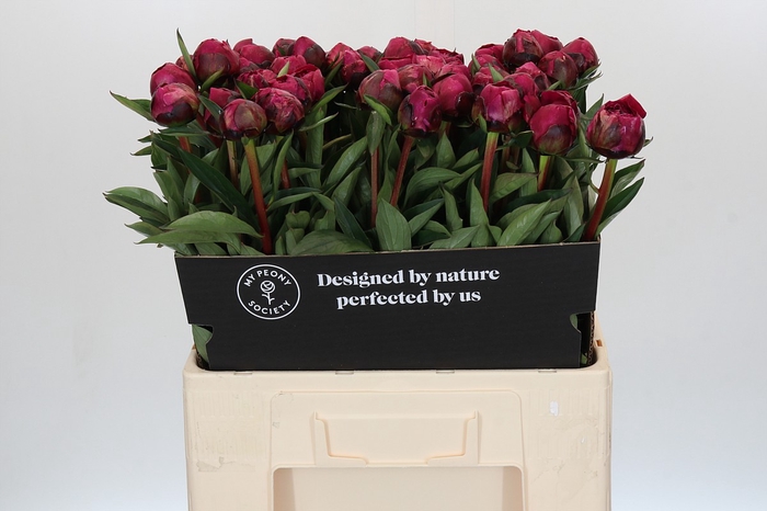 Paeonia Kansas