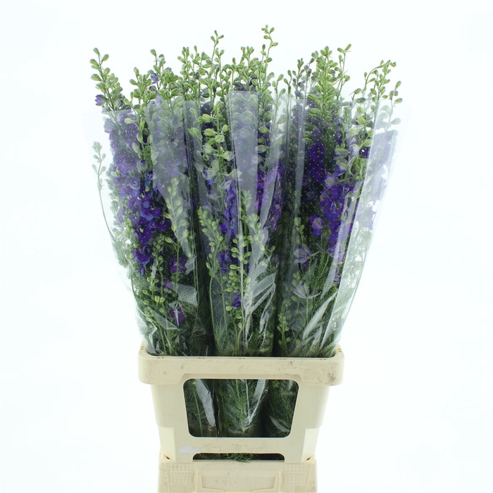 <h4>Delphinium Aj Blue</h4>