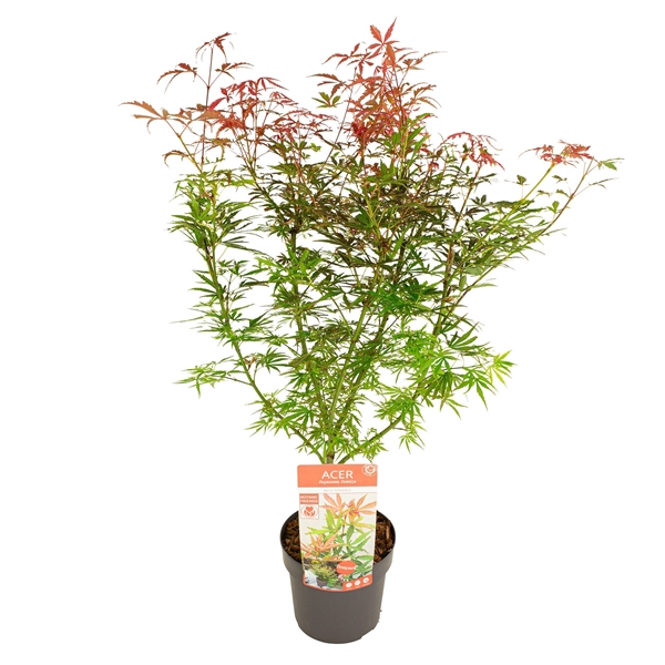 <h4>Acer palm. 'Jerre Schwartz'</h4>