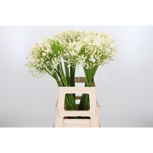 Agapanthus Umbellatus Album