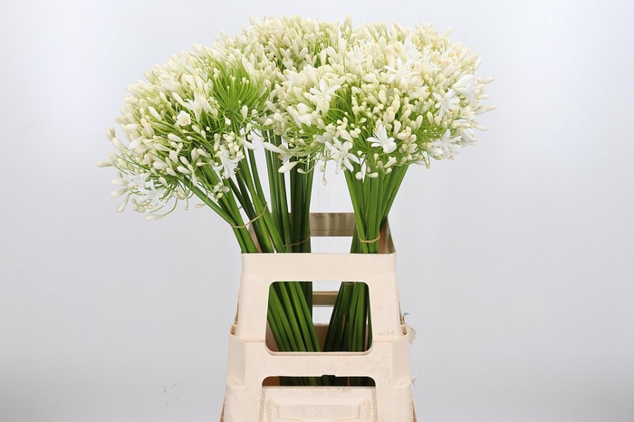 <h4>Agapanthus Umbellatus Album</h4>