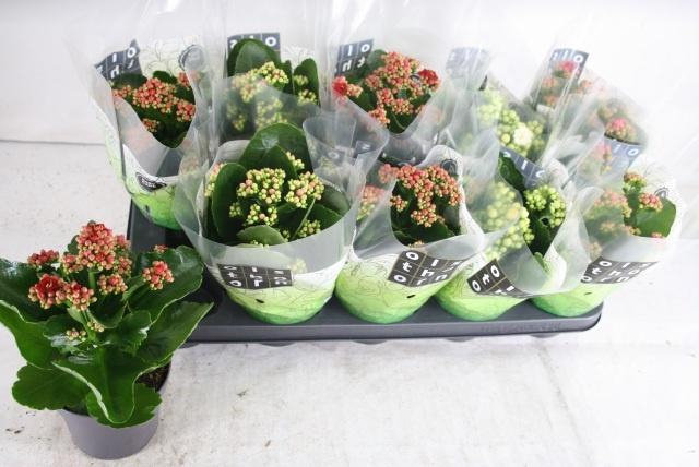 <h4>KAL GE GEM 4 KL</h4>