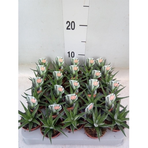 Haworthia fasciata 'Big Band'