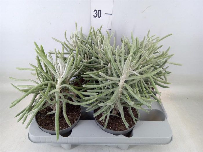 <h4>Senecio   ...</h4>