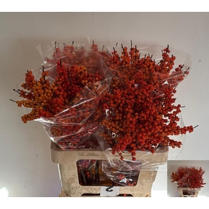 ILEX VE ORANGE GLOW