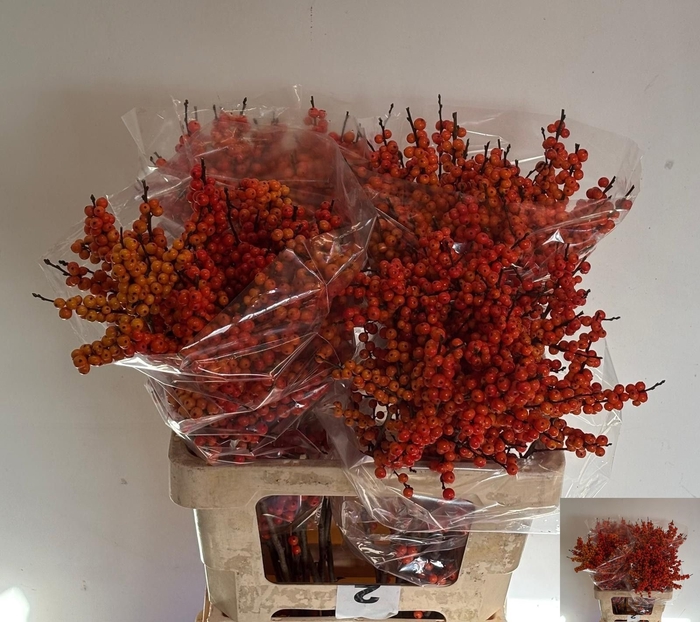 <h4>ILEX VE ORANGE GLOW</h4>
